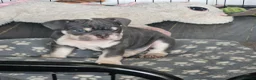 English Bulldog dogs for sale: READY TO LEAVE KC REG BLUE TRI ENGLISH BULLDOGS  - Advert 17