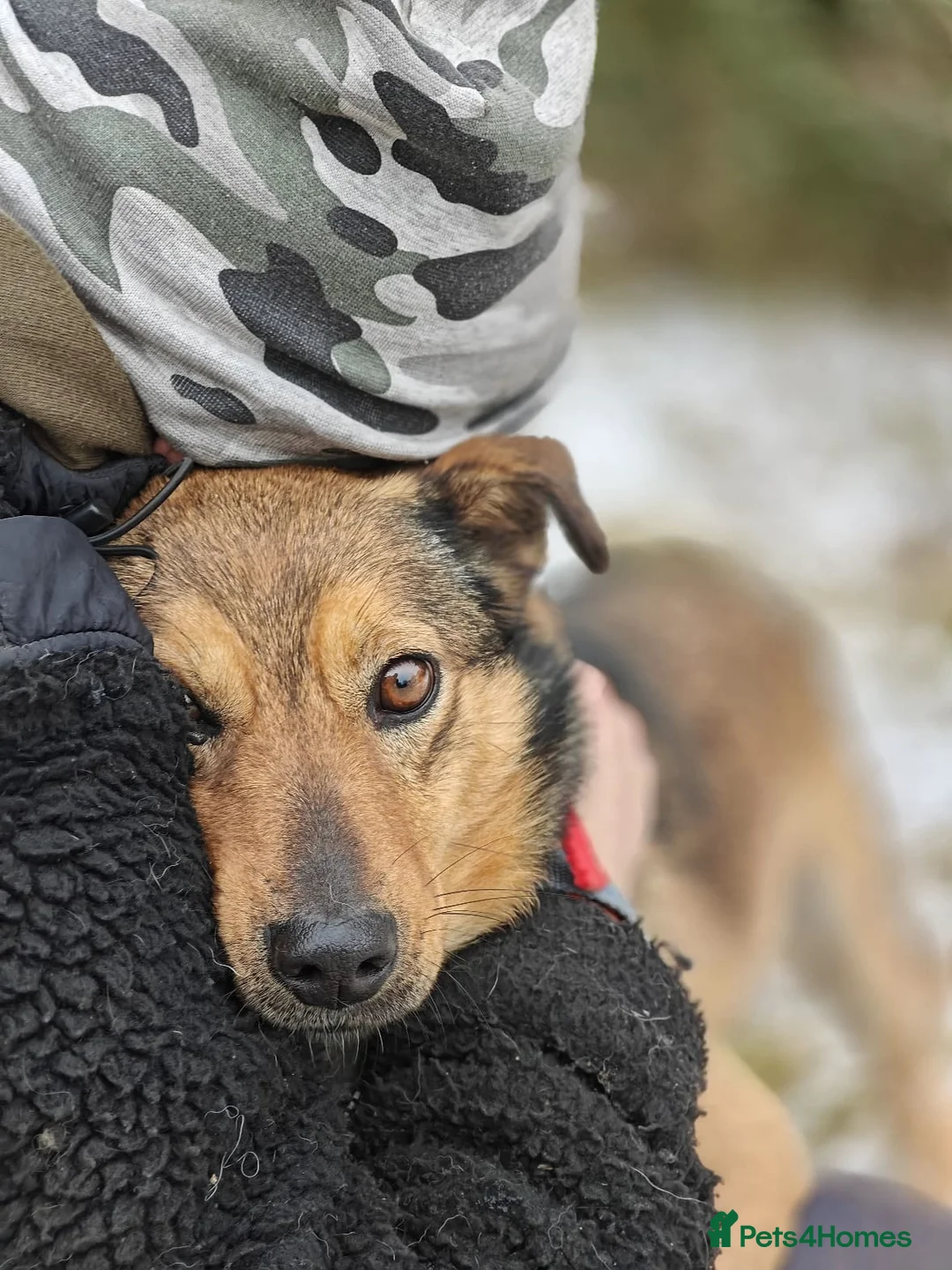 Mixed Breed dogs for adoption: ❤️JESSY❤️- low medium loving and gentle girl  in Faversham - Advert 9