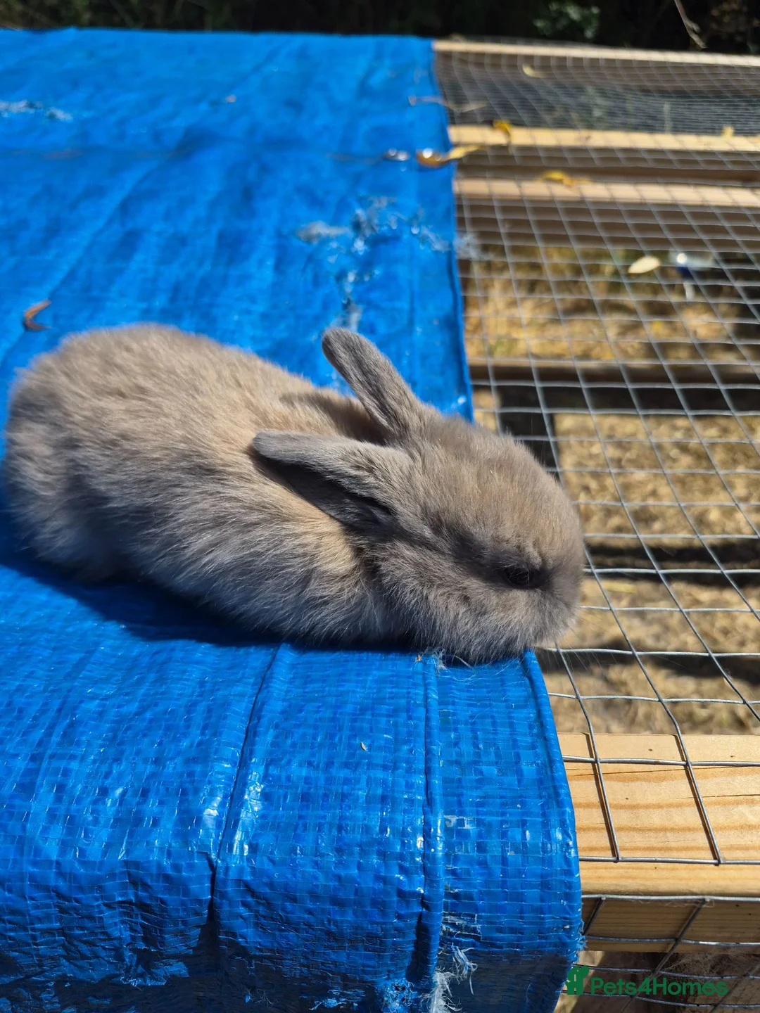 Mixed Breed rabbits for sale: Baby rabbits  - Advert 2