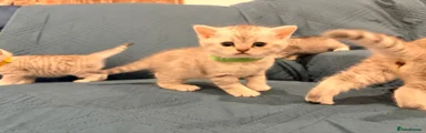 Green band kitten