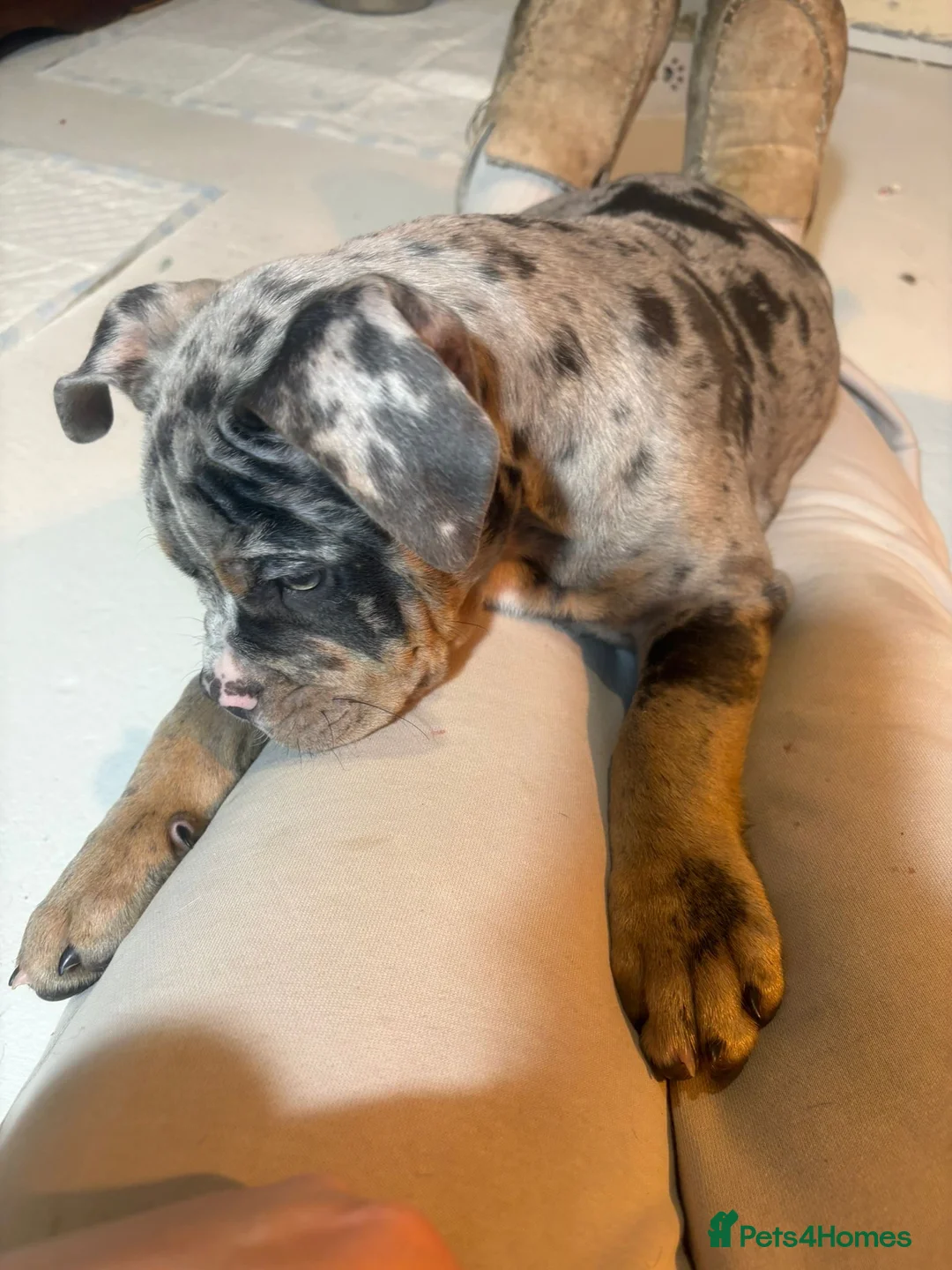 Olde English Bulldogge dogs for sale: Olde English bulldogges generational  - Advert 40
