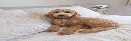 Cockapoo dogs for stud: Handsome F1 miniature cockapoo for stud in Spalding - Advert 9