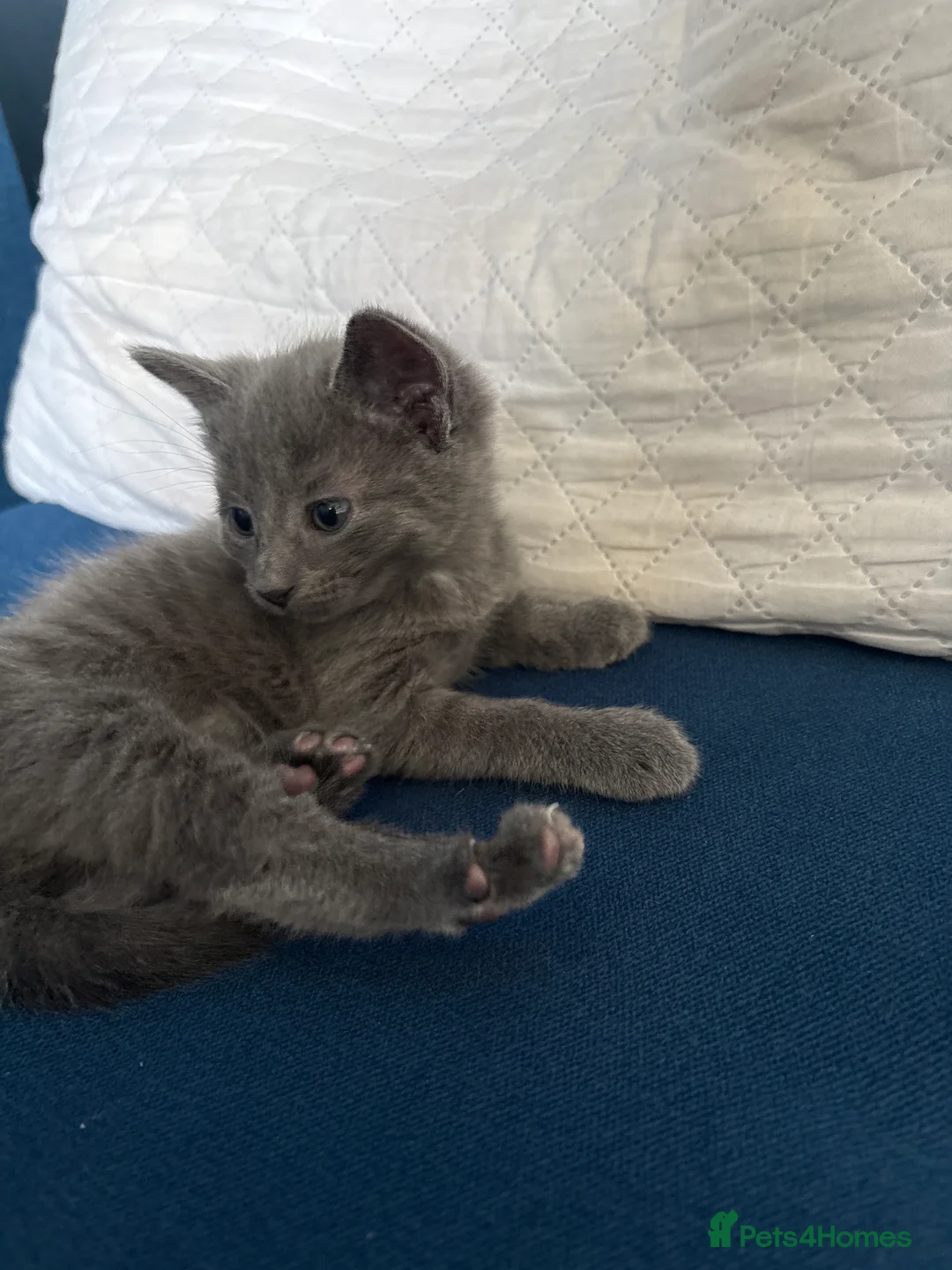 Russian Blue cats for sale: 5 cute Russian blue kittens - Advert 2