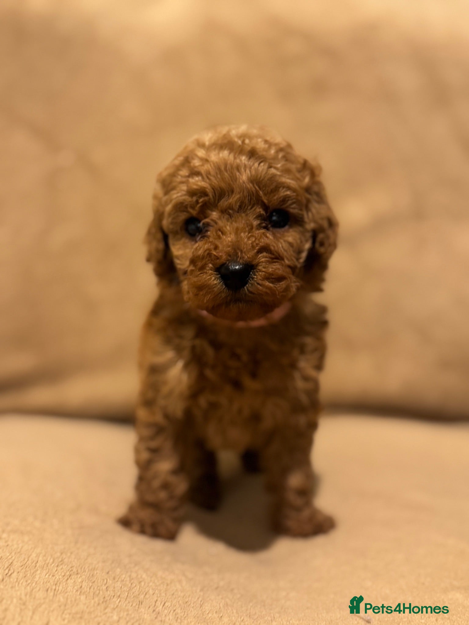 Miniature Poodle dogs Miniature Poodle Puppies - Advert 1