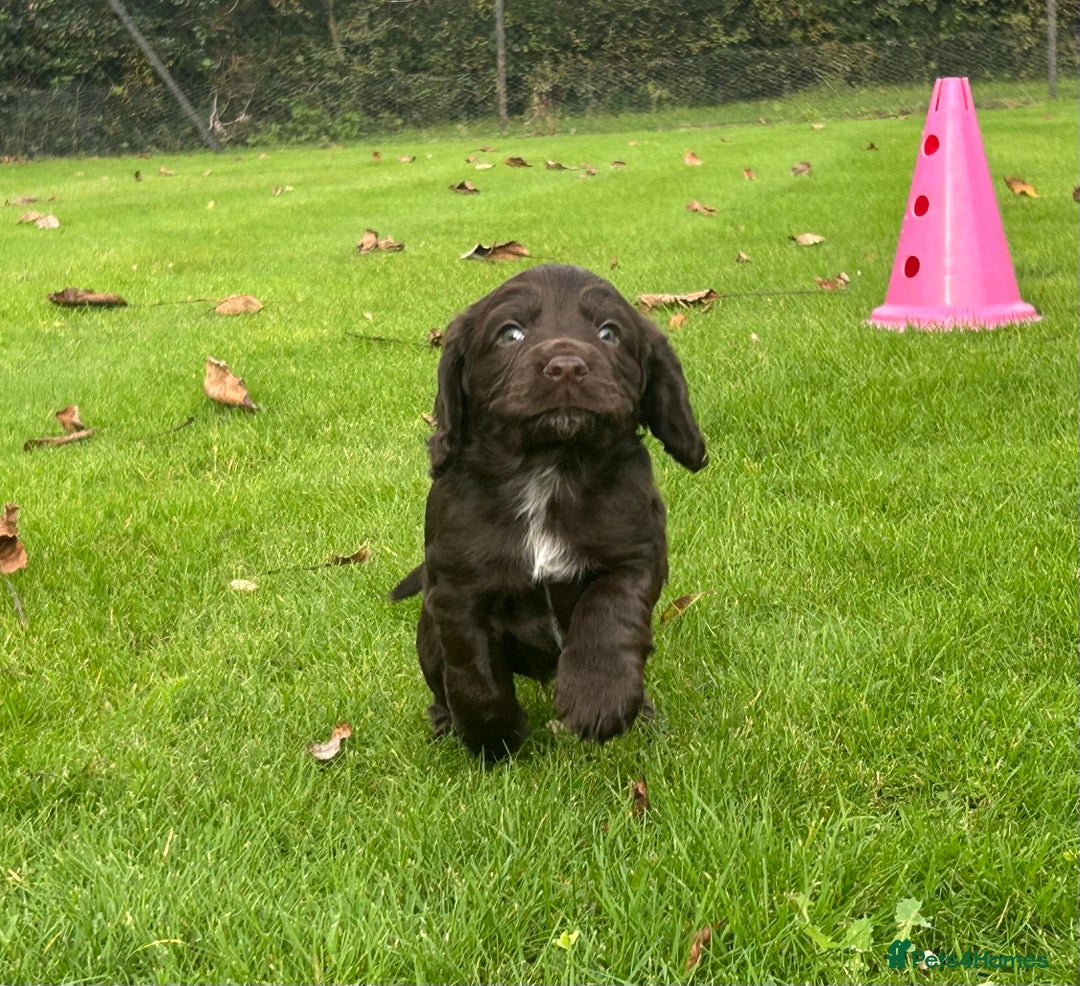 Cocker Spaniel dogs for sale: Working Cocker Spaniel Puppies - Advert 8