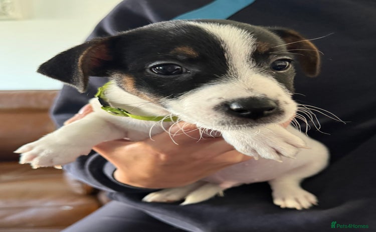 Jack Russell dogs - Advert 12