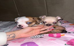 Mixed Breed dogs for sale: BLUE EYE FRUG/ JUG PUPPIES  - Image 5
