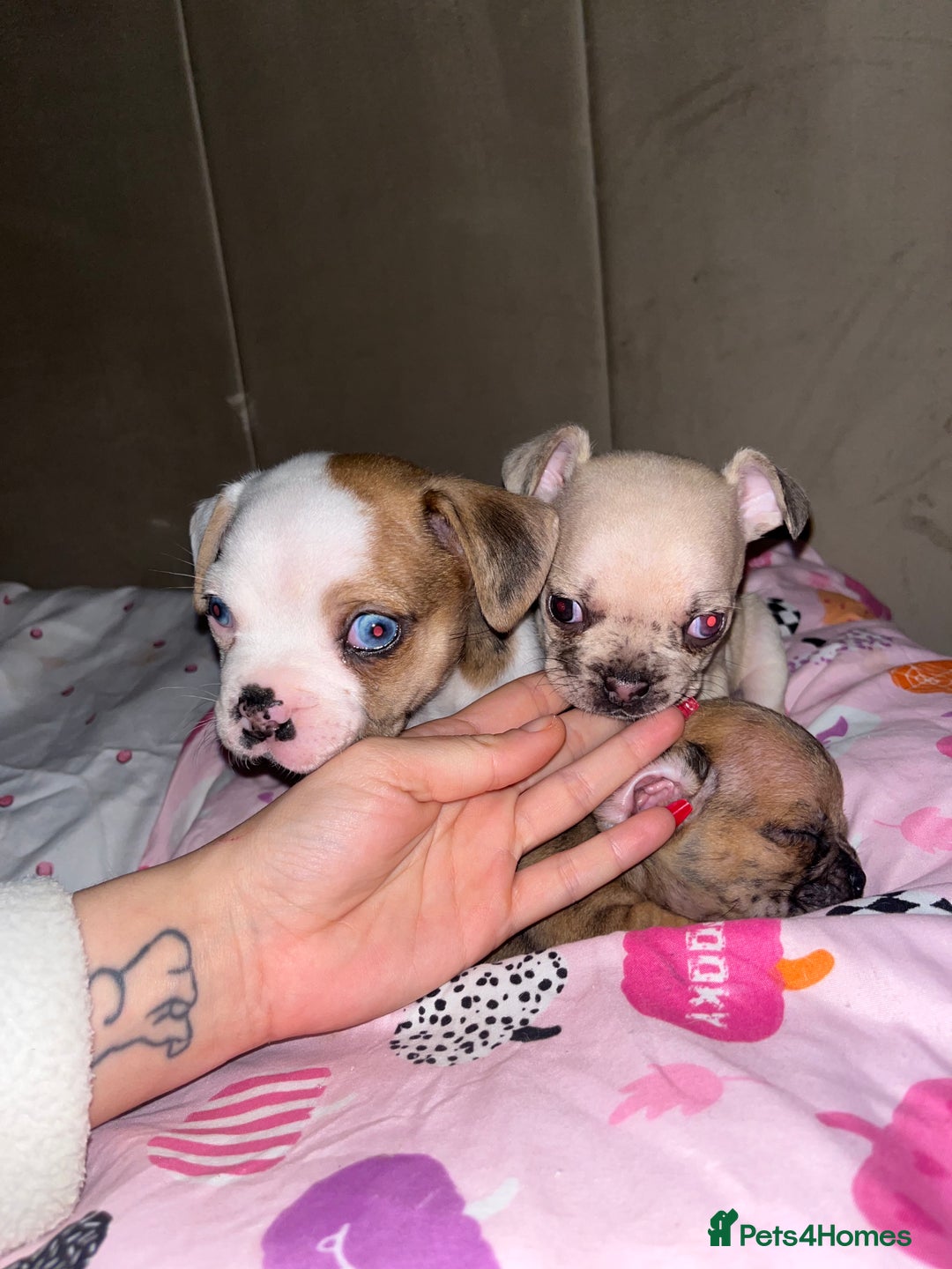 Mixed Breed dogs for sale: BLUE EYE FRUG/ JUG PUPPIES  - Image 5