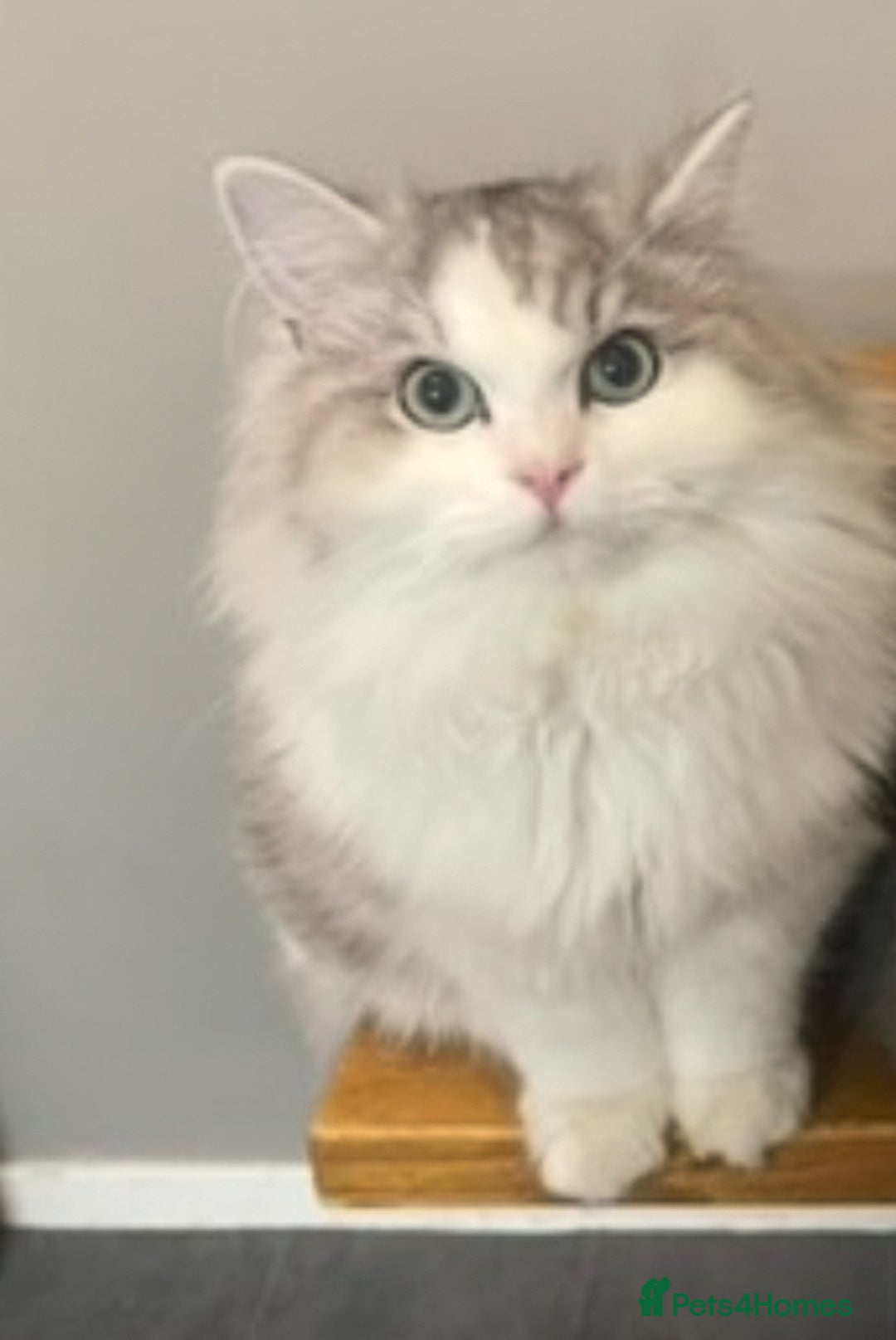 Perdoll cats for sale: Lovely male Ragdoll X Persian  - Image 2