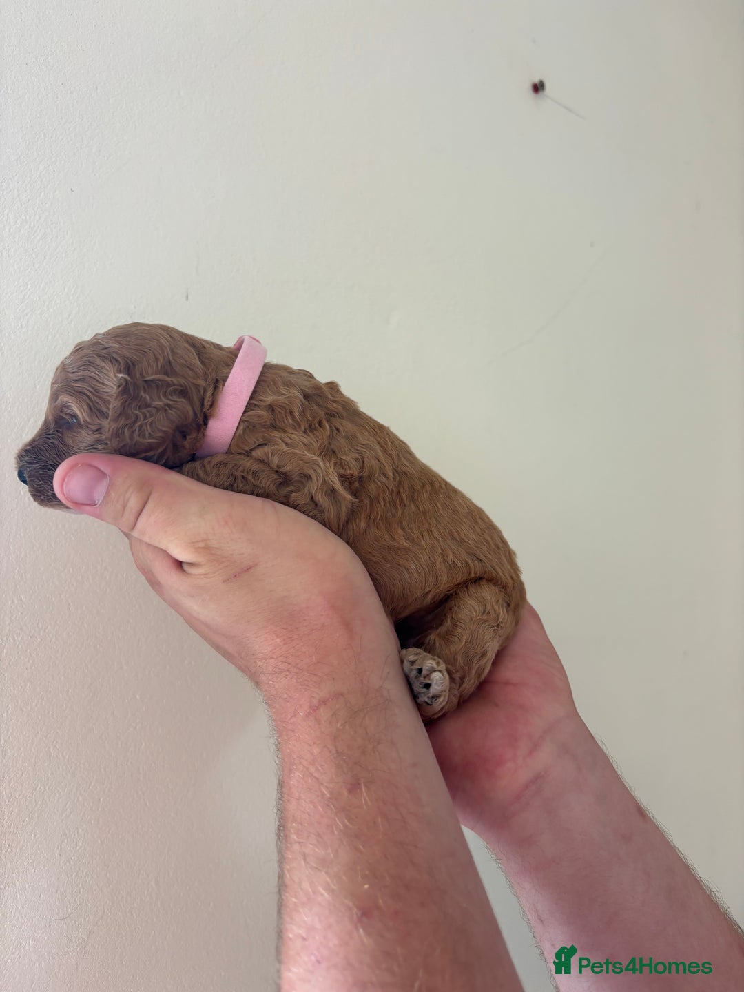 Cockapoo dogs for sale: F1b cockapoo pups  in Pickering - Image 4