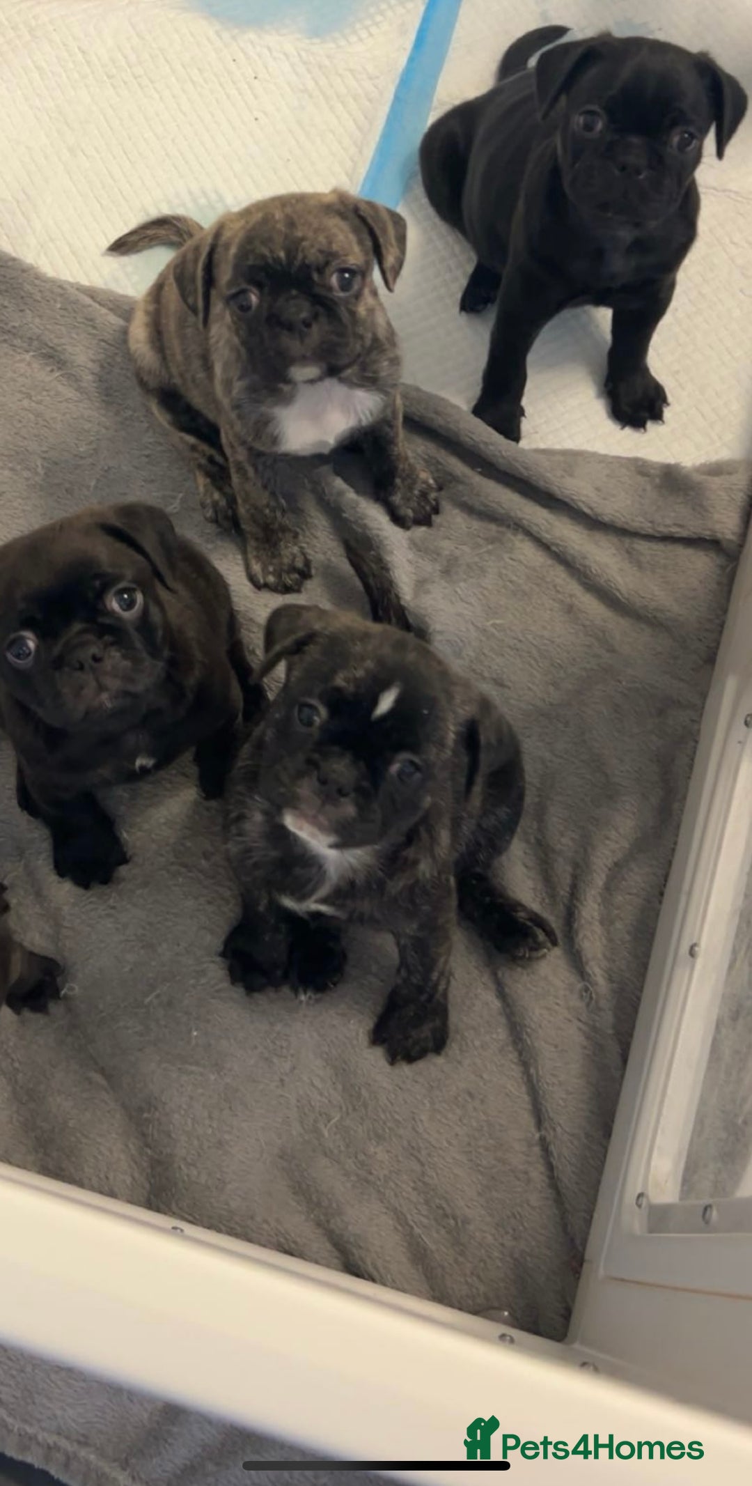 Frug dogs for sale: Frug puppies  - Advert 23