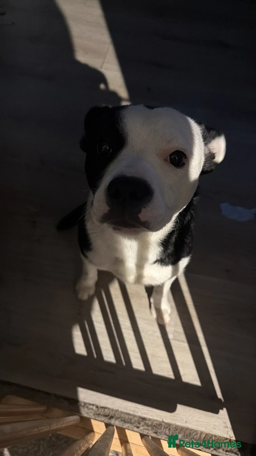 Mixed Breed dogs for sale: Male puppy - Advert 3