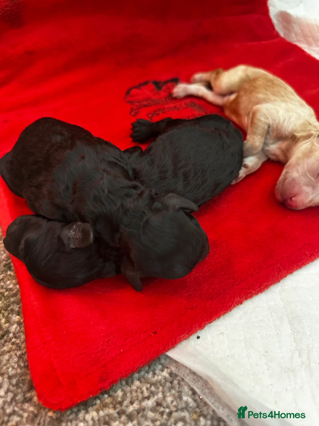 Miniature Poodle dogs for sale: Beautiful Miniature Poodles ** 2 now available  - Advert 3