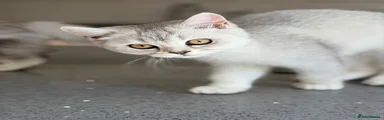 British Shorthair 2