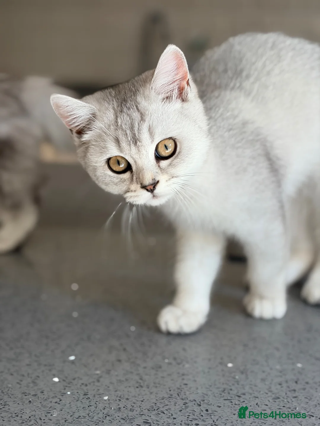 British Shorthair cats for sale: BSH / Persian chinchilla kittens ready now ❤️ - Advert 11