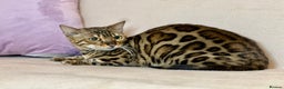 Bengal cats for sale: Bengal Queen  - Advert 25