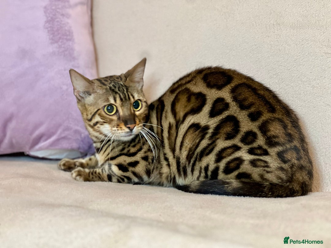 Bengal cats for sale: Bengal Queen  - Advert 25