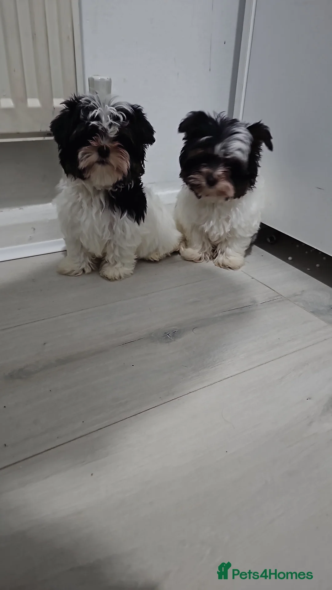 Biewer Terrier dogs for sale: Biewer terrier  - Advert 2