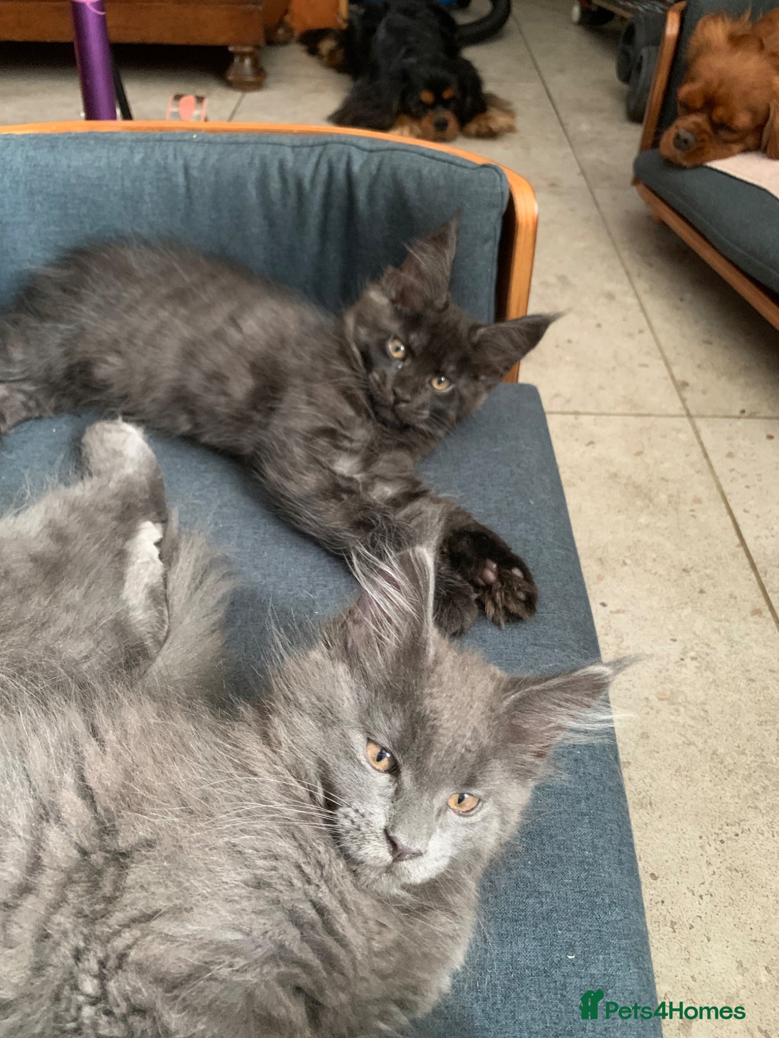 Maine Coon cats Beautiful Maincoons from registered parents - Advert 14