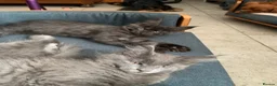 Maine Coon cats for sale: Beautiful Maincoons from registered parents - Advert 1