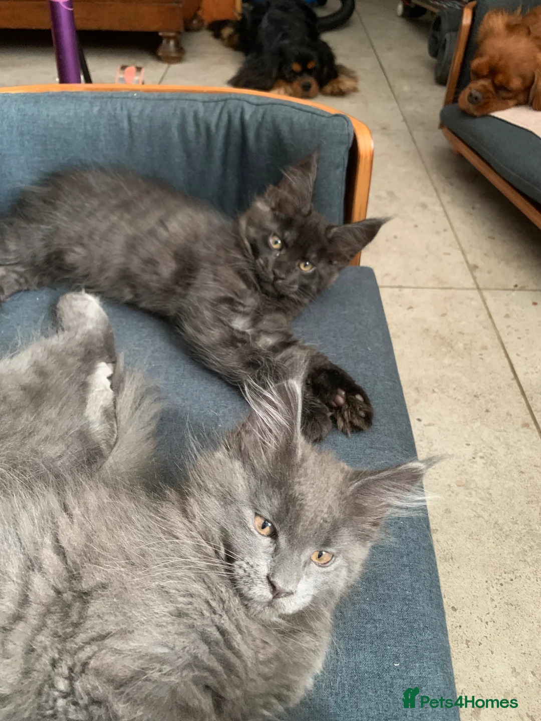 Maine Coon cats for sale: Beautiful Maincoons from registered parents - Advert 1