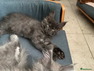 Maine Coon cats Beautiful Maincoons from registered parents - Advert 14