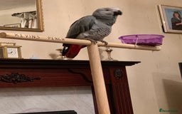 Parrots birds for sale: African Grey Parrot - Image 8