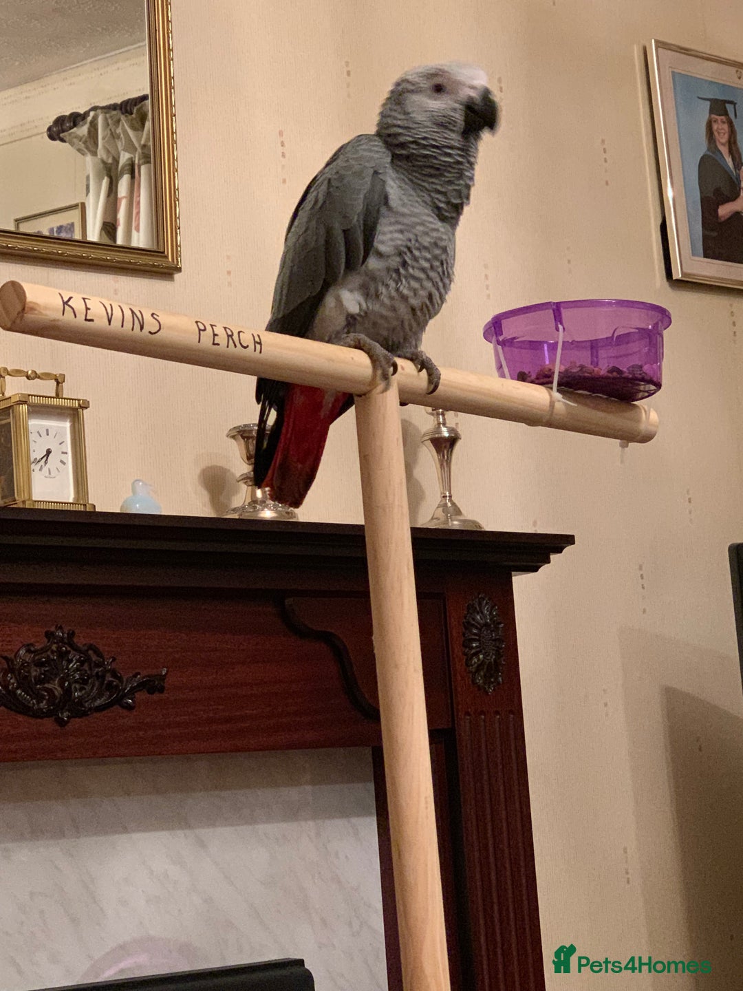 Parrots birds for sale: African Grey Parrot - Image 8