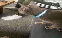 Mixed Breed cats for sale: 2 year old female  - Image 3