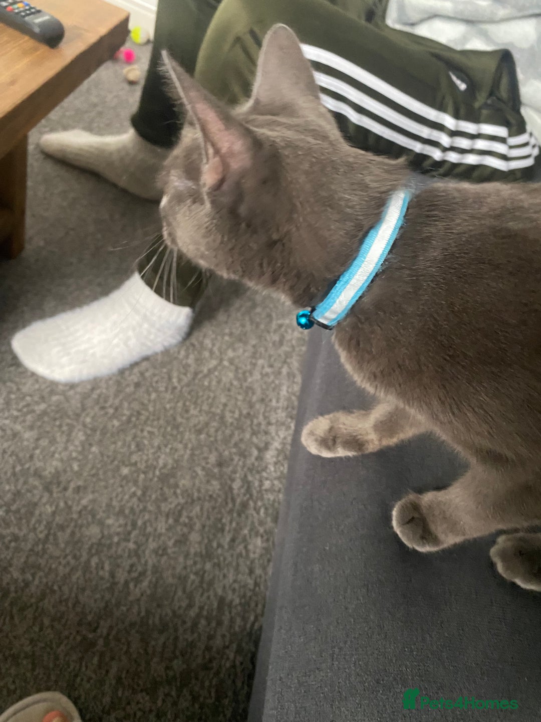 Mixed Breed cats for sale: 2 year old female  - Image 3