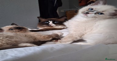 Ragdoll cats - Advert 16