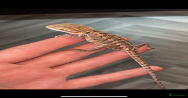 Bearded Dragon reptiles - Advert 15
