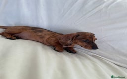 Miniature Dachshund dogs for sale: 🌈😍1 outstanding boy Dachund ready now 😍🌈 - Image 9