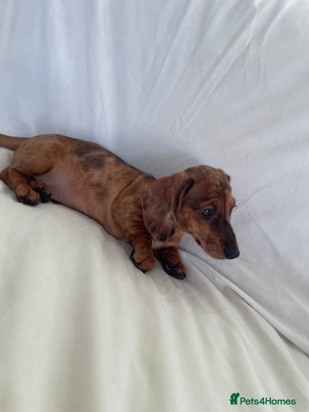 Miniature Dachshund dogs for sale: 🌈😍1 outstanding boy Dachund ready now 😍🌈 - Image 9