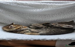 Mixed Breed cats for sale: Adorable Tabby Kittens 🐾 - Image 14