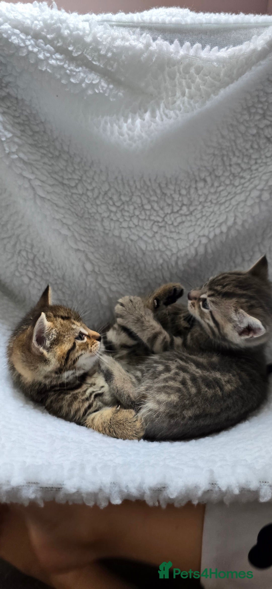 Mixed Breed cats for sale: Adorable Tabby Kittens 🐾 - Image 14