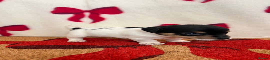 Jack Russell Puppy 1