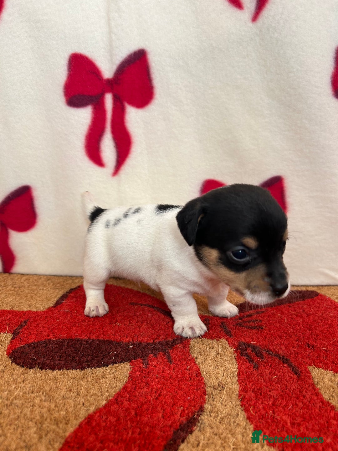 Jack Russell dogs for sale: Short legged true to type Jack Russell Puppies  - Image 7