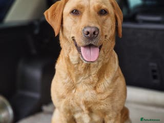 Labrador Retriever dogs KC Reg Working Fox Red & Yellow Lab Puppies - Advert 14