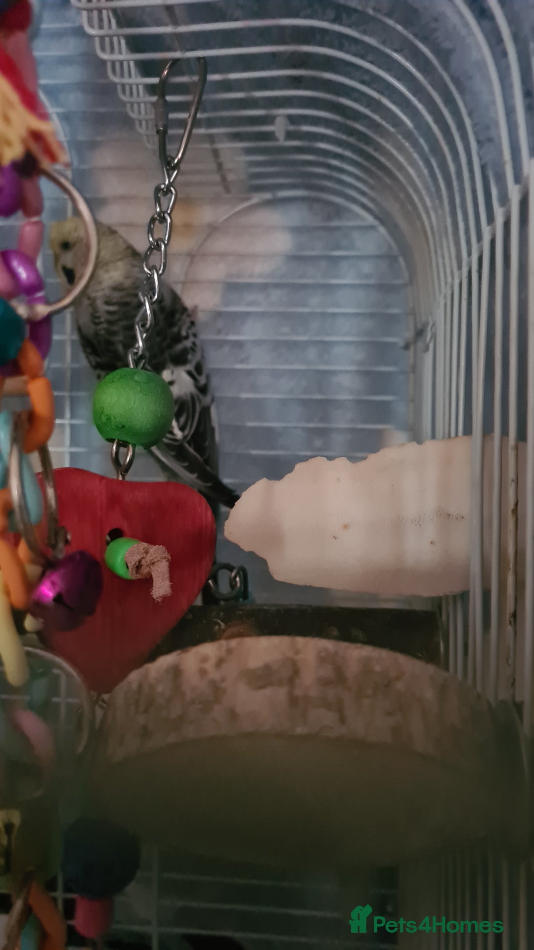 Budgerigars birds for sale: 3 budgies and 1 paralette  - Advert 7