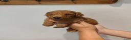 Labradoodle dogs for sale: 🐾 Beautiful Red Labradoodle Puppies – 5 Boys  🐾 - Advert 27