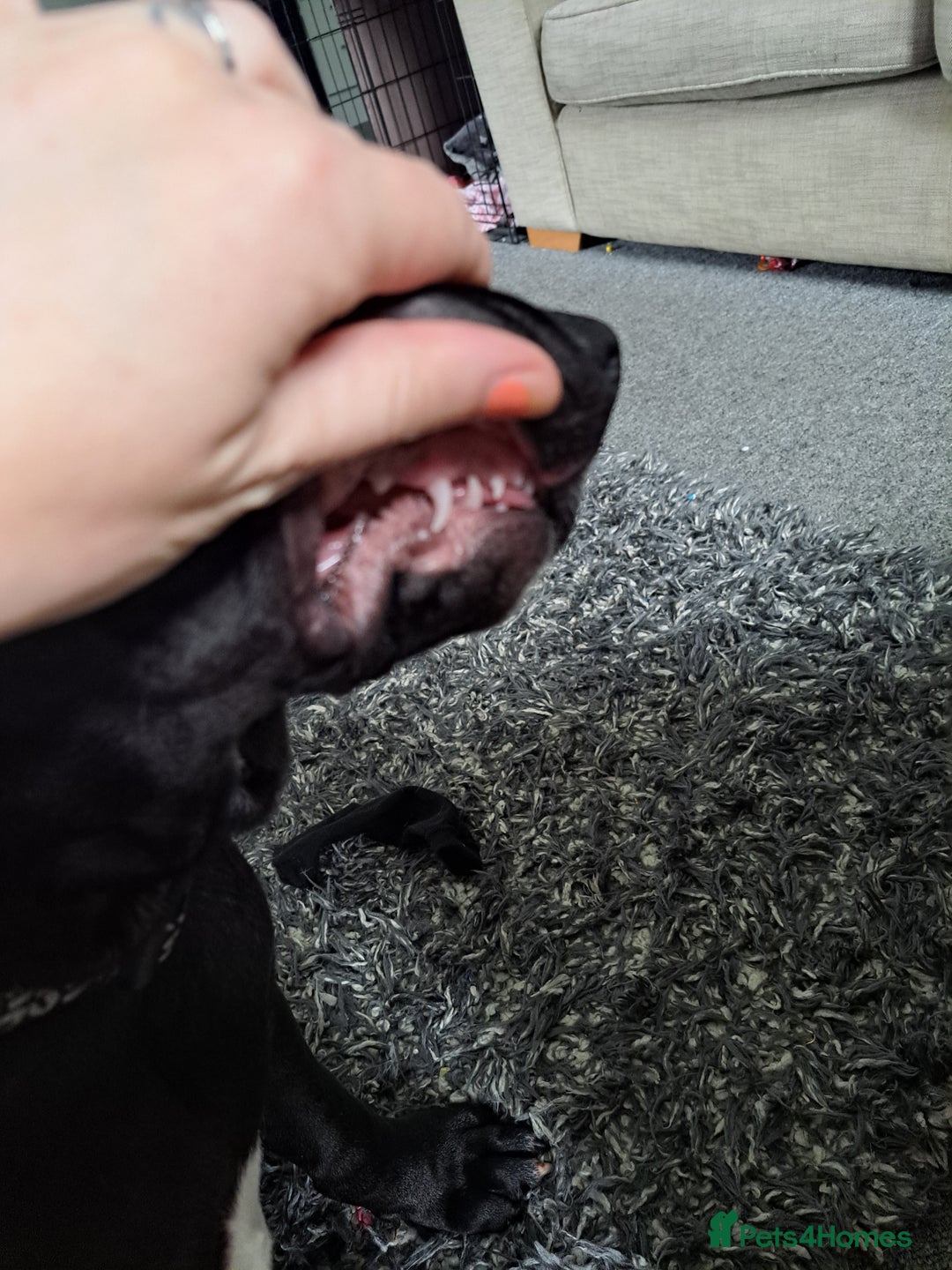 Mixed Breed dogs for sale: Meet bonnie 5month old cano corso X staffy  - Image 6