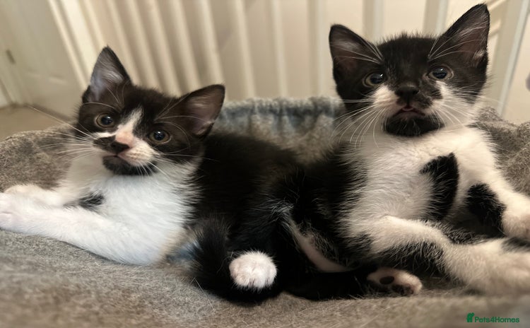 Mixed Breed cats - Advert 11