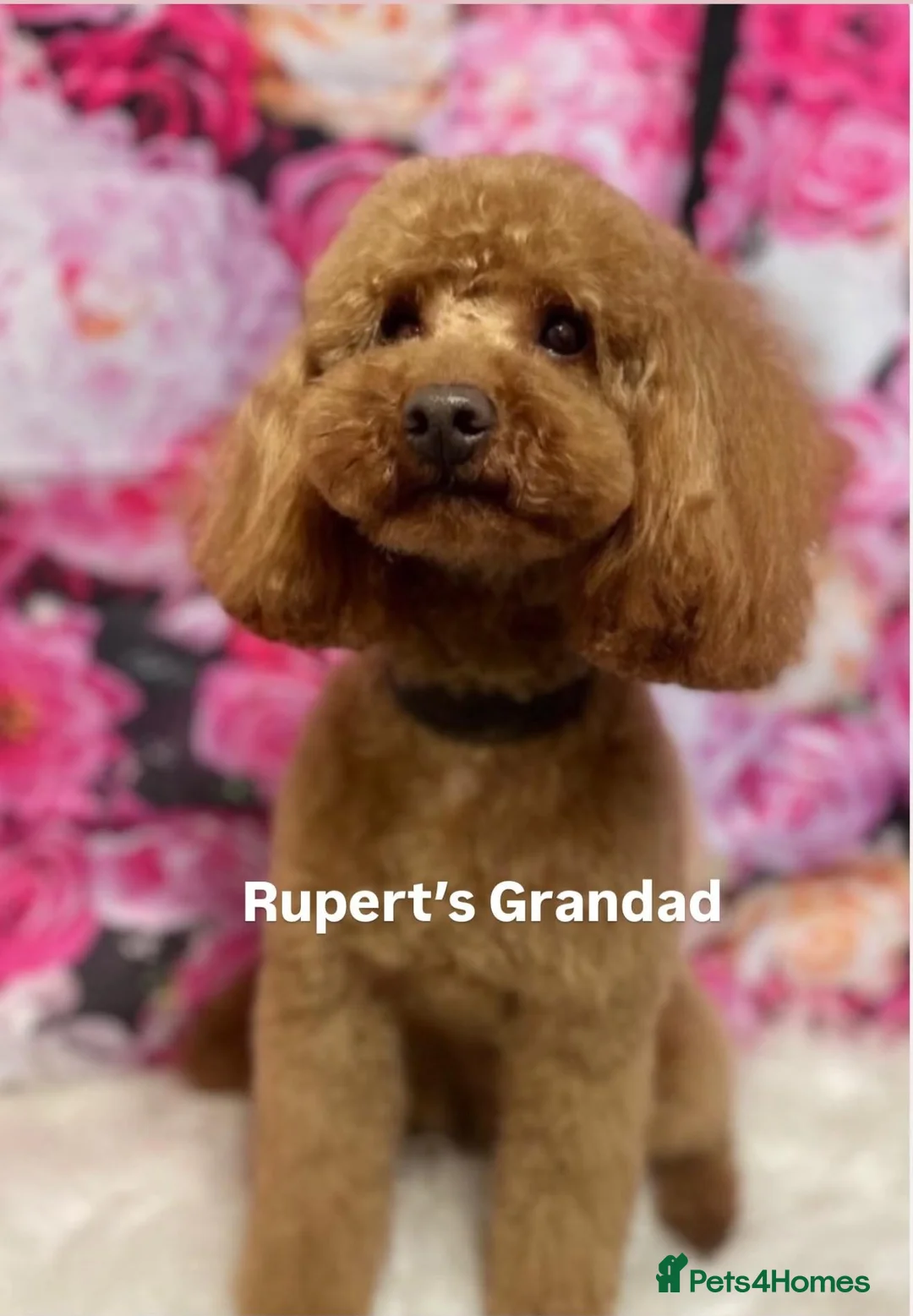 Toy Poodle dogs for stud: Rupert - Toy Poodle - Essex based in Colchester - Advert 2