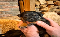 Border Terrier dogs for sale: KC Border Terrier Puppy’s  - Advert 8