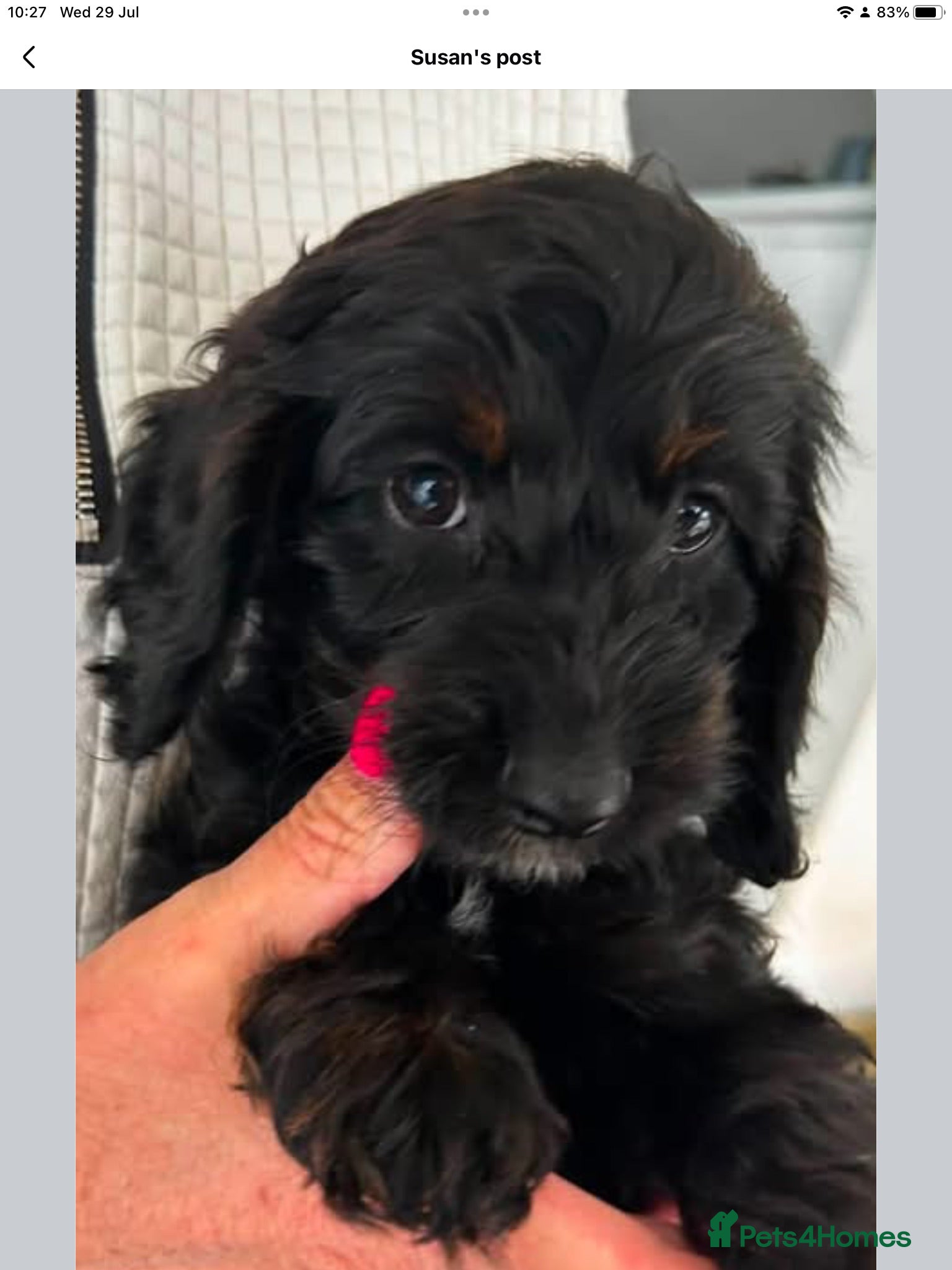 Cockapoo dogs Last beautiful little girl - Advert 16