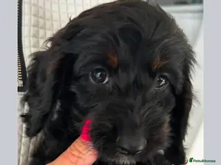 Cockapoo dogs Last beautiful little girl - Advert 1