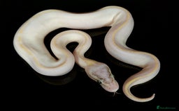 Python Snake reptiles for sale: Royal pythons  - Image 18