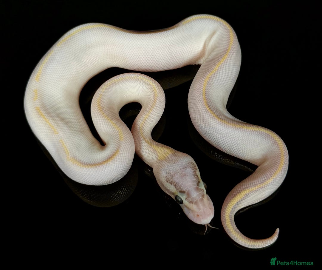 Python Snake reptiles for sale: Royal pythons  - Image 18