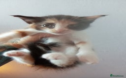 Mixed Breed cats for sale: 4 stunning babies READY NOW Calico and black&white - Image 6